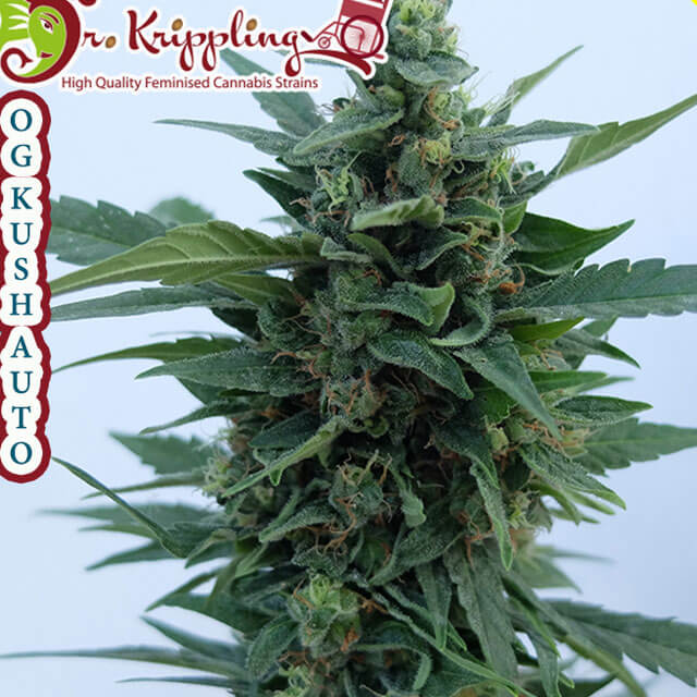 Buy Dr Krippling Seeds OG Kush Auto FEM