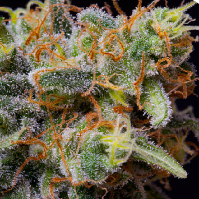 Buy The Bulldog Seeds Caramelicious FEM