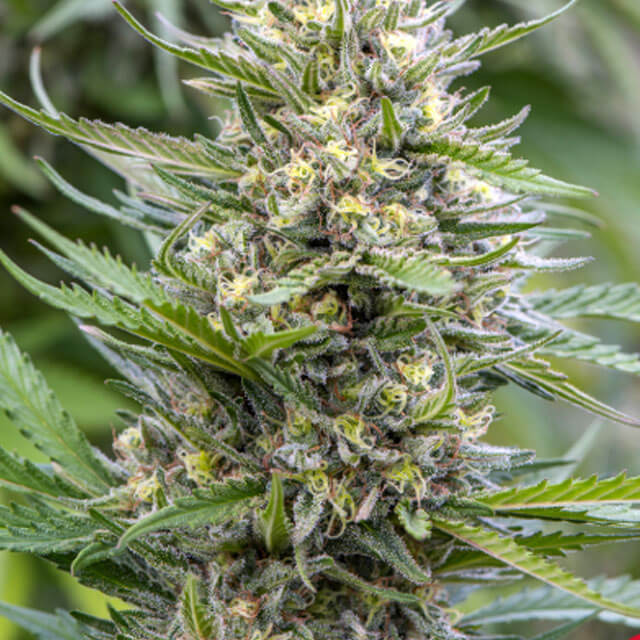 Buy The Bulldog Seeds Strawberry Ice FEM