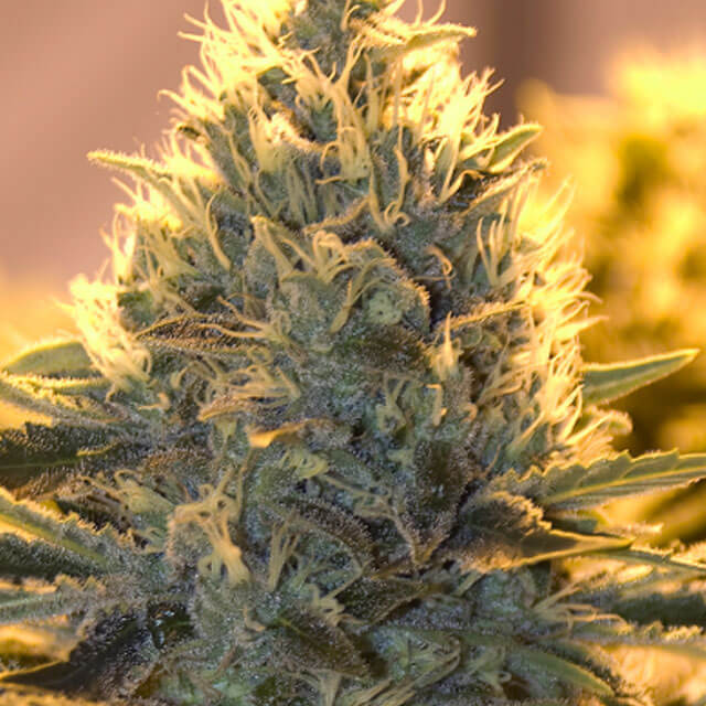 Buy The Bulldog Seeds Jack Herer Auto FEM