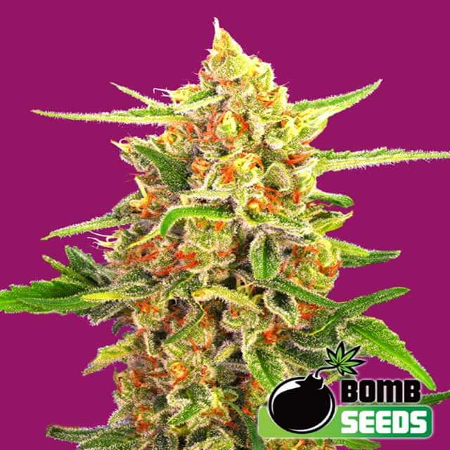 Buy Bomb Seeds Cherry Bomb REG