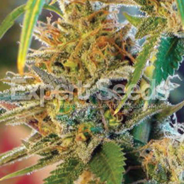Buy Original Sensible Seeds  Orange Skunk FEM