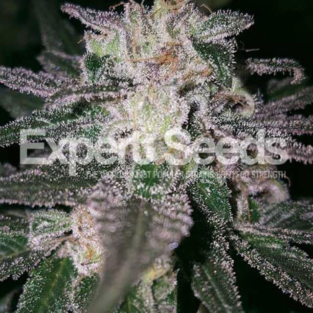 Buy Original Sensible Seeds  GG#4 x Cookies FEM