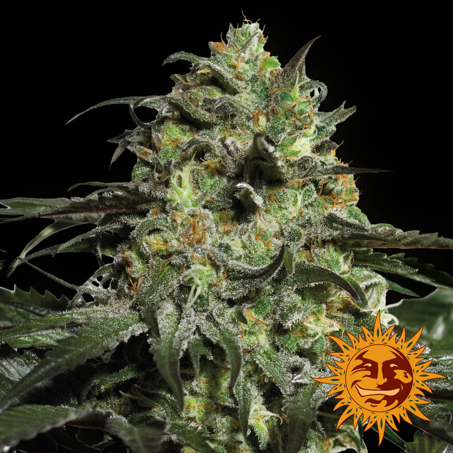 Buy Barneys Farm Seeds Peyote Cookies FEM