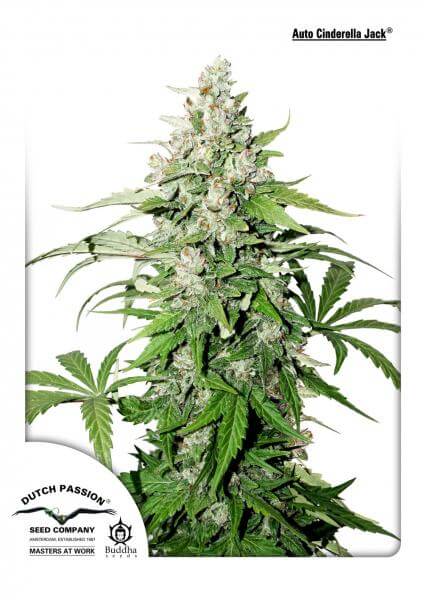 Buy Dutch Passion Seeds Auto Cinderella Jack FEM