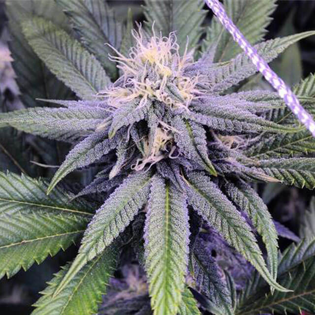 Buy Original Sensible Seeds  Granddaddy Purple BX REG