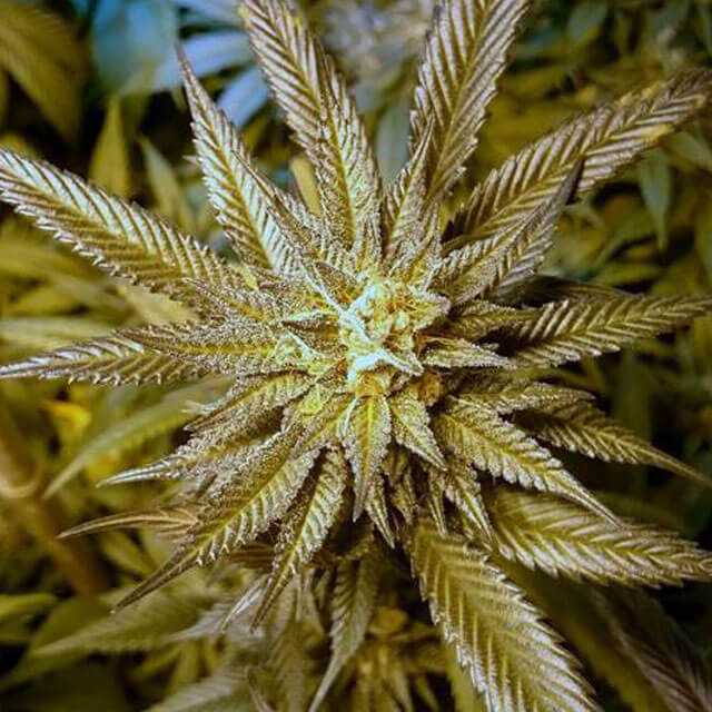 Buy Original Sensible Seeds  Grandmas Batch REG