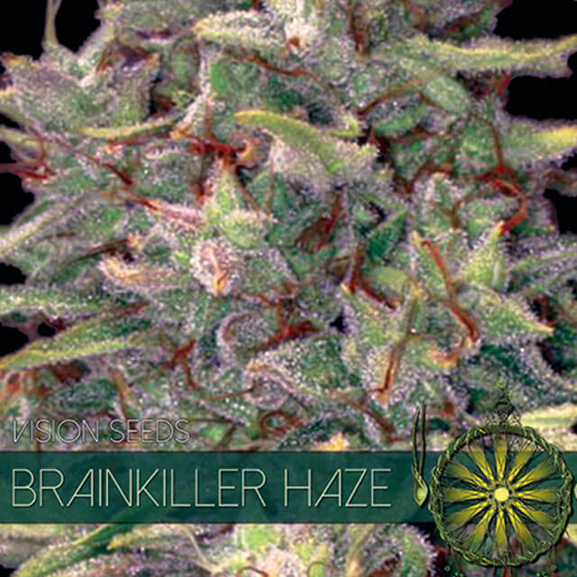 Buy Vision Seeds  Brainkiller Haze FEM