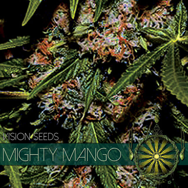Buy Vision Seeds  Mighty Mango Bud FEM