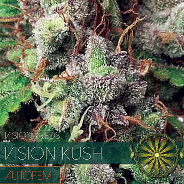 Buy Vision Seeds  Vision Kush Auto FEM