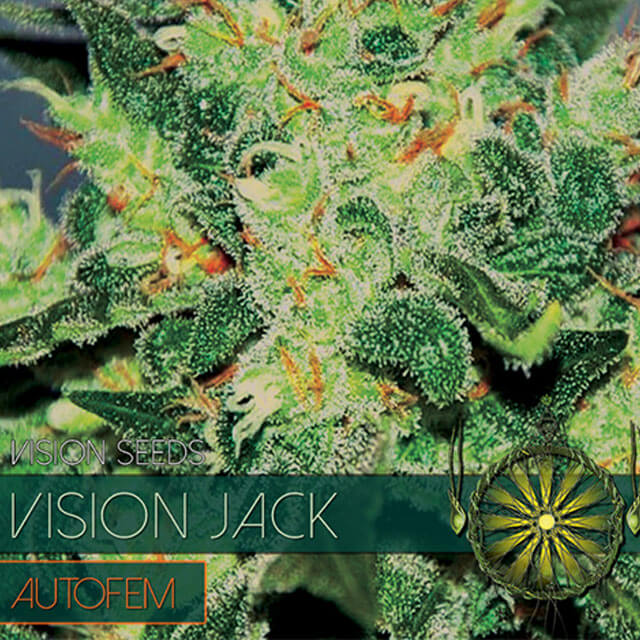 Buy Vision Seeds  Vision Jack Auto FEM