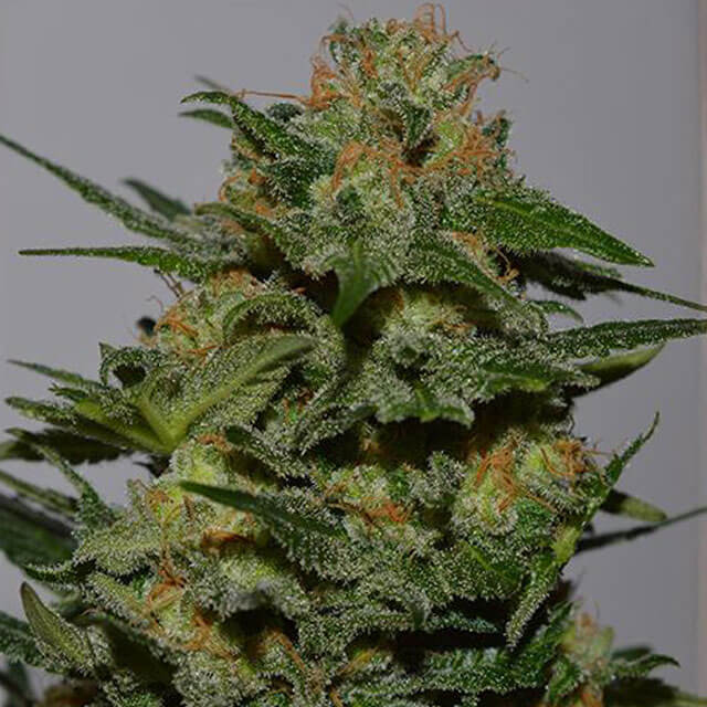 Buy Original Sensible Seeds  Green Crack FEM