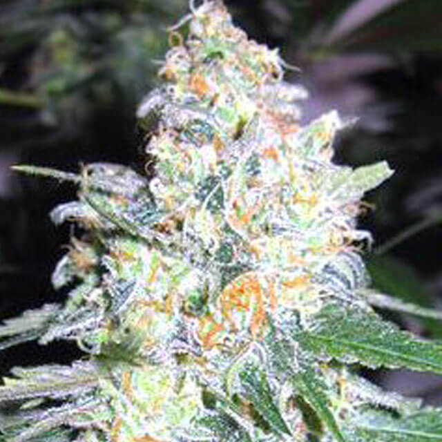 Buy Original Sensible Seeds  Diesel Berry Cough FEM