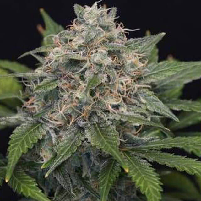 Buy Original Sensible Seeds  Super Pineapple Haze FEM