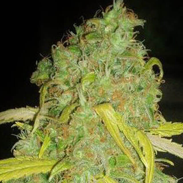 Buy Original Sensible Seeds  Pineapple Amnesia FEM
