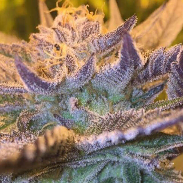 Buy Original Sensible Seeds  Cookie Monster Auto FEM