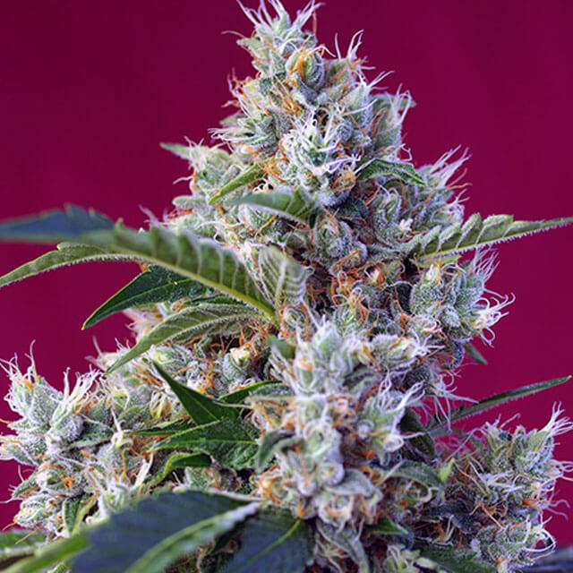 Buy Sweet Seeds Indigo Berry Kush FEM