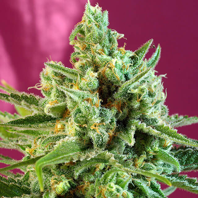Buy Sweet Seeds S.A.D. Sweet Afghan Delicious CBD FEM
