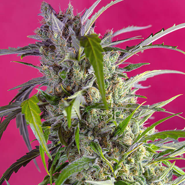 Buy Sweet Seeds Crystal Candy Auto FEM