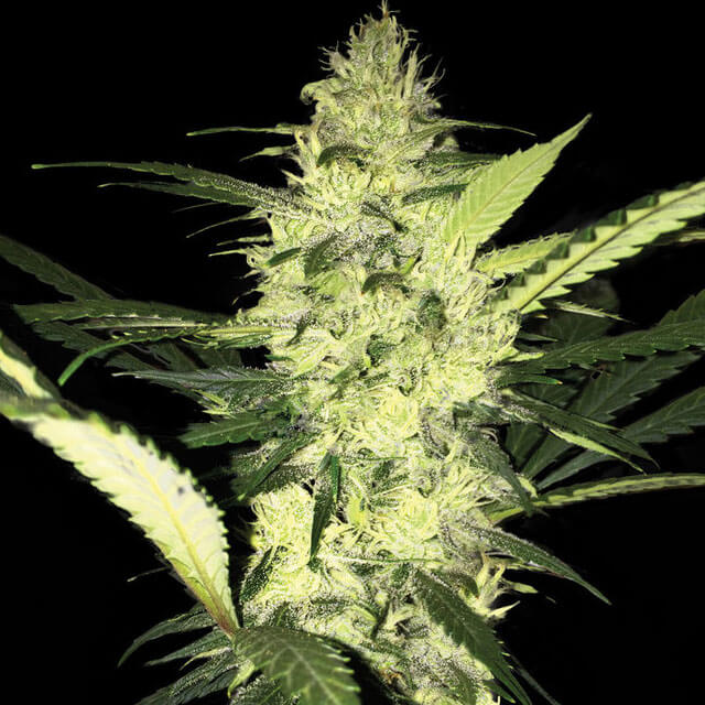 Buy Original Sensible Seeds  LA Sage FEM