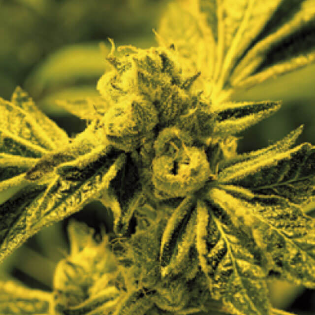 Buy Original Sensible Seeds  Cafe Racer FEM