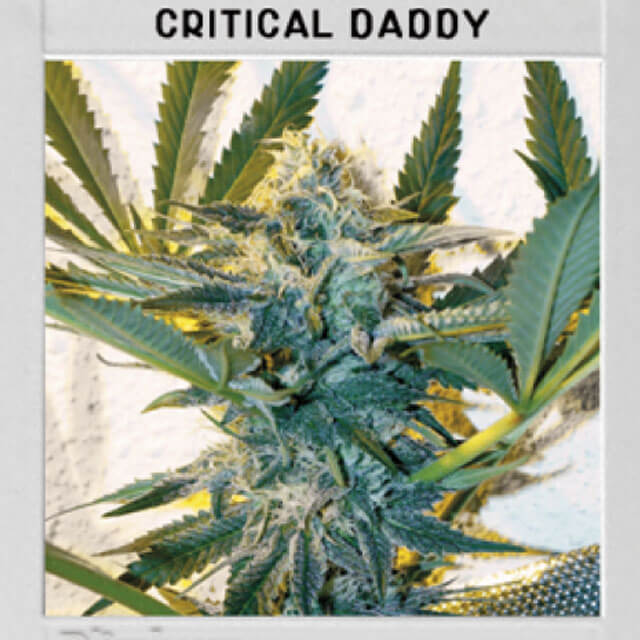 Buy Original Sensible Seeds  Critical Daddy Purple FEM
