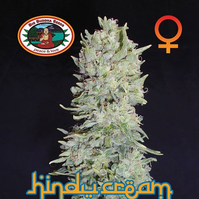 Buy The Big Buddha Seeds Hindu Cream FEM