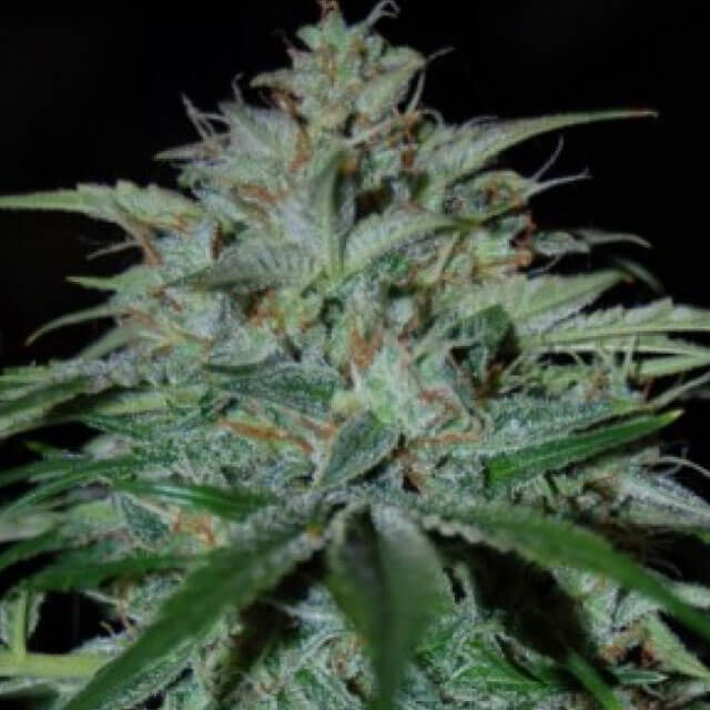 Buy Original Sensible Seeds  Alien vs Triangle FEM