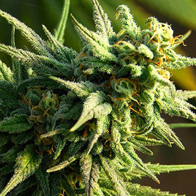 Buy Big Head Seeds Buzz n Smiles Super Lemon Haze FEM