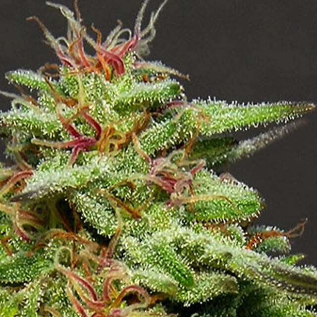 Buy Big Head Seeds Julies Cookies FEM