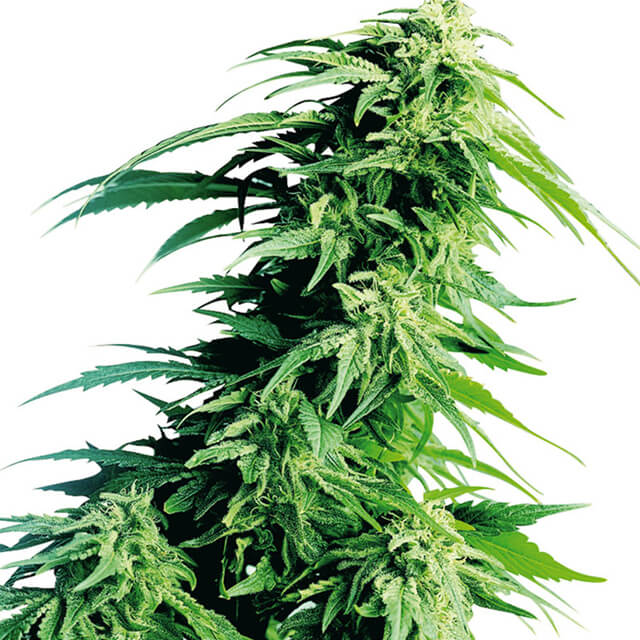 Buy Sensi Seeds Hindu Kush FEM