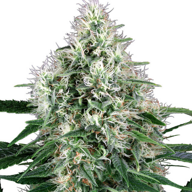 Buy Sensi White Label Seeds Power Plant Auto FEM