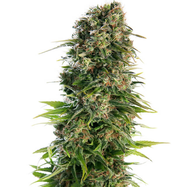 Buy Sensi Seeds Hindu Kush Auto FEM