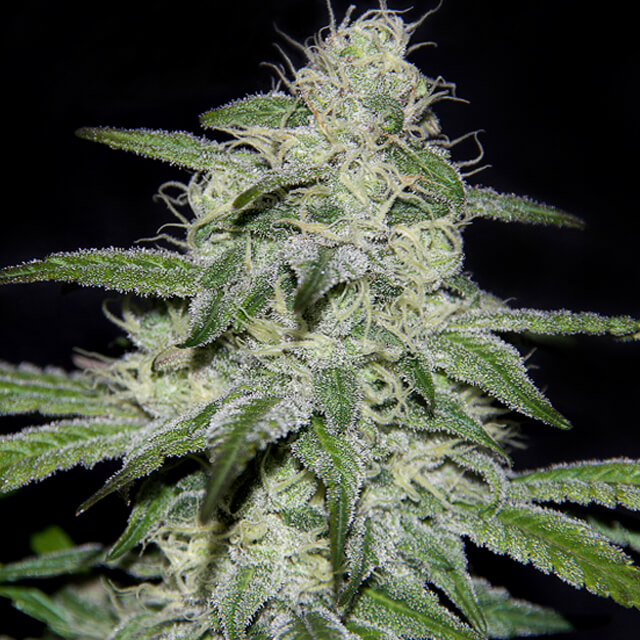 Buy Original Sensible Seeds  Kritical Bilbo CBD FEM