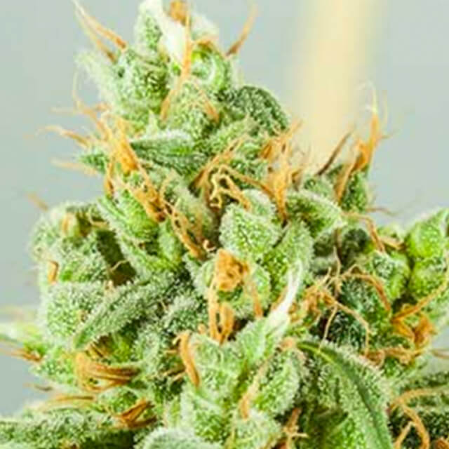 Buy Original Sensible Seeds  Strawberry Daiquiri  REG