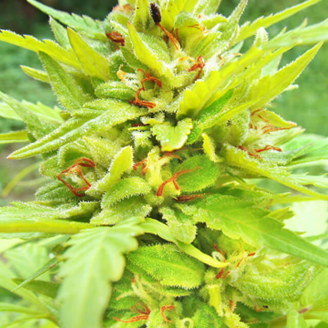 Buy Original Sensible Seeds  Golden Cannary REG