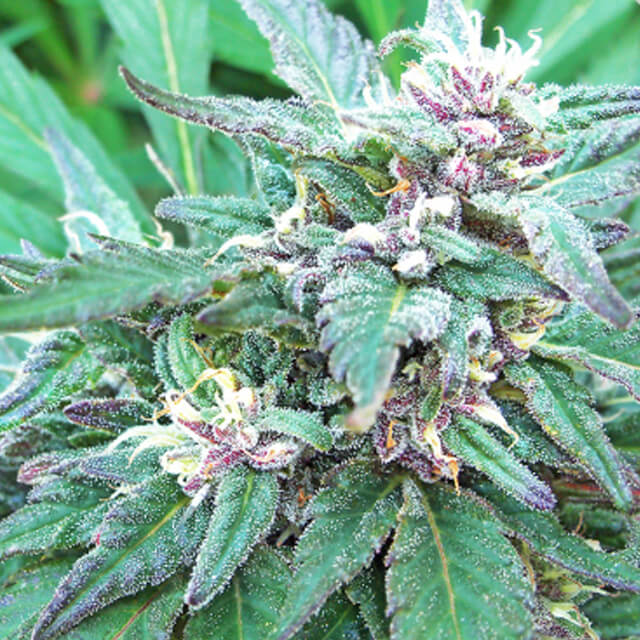 Buy Original Sensible Seeds  Blueberry Crystal REG