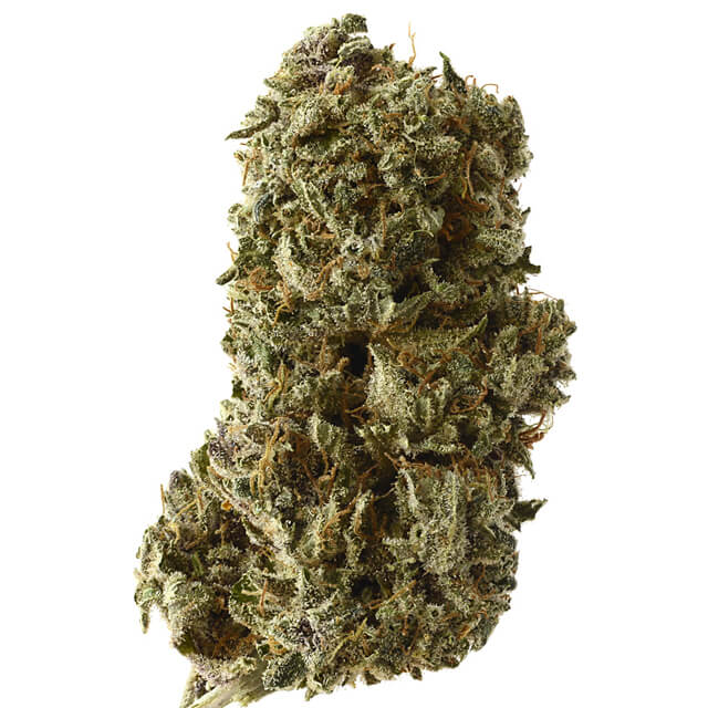 Buy Original Sensible Seeds  Kosher Tangie Kush FEM