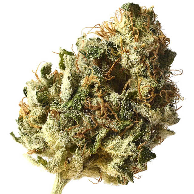 Buy Original Sensible Seeds  Kosher Choco Kush FEM