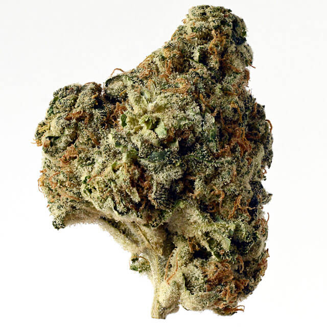 Buy Original Sensible Seeds  AK Choco Kush FEM