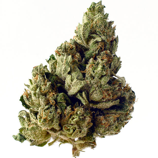 Buy Original Sensible Seeds  Choc Kush Auto FEM