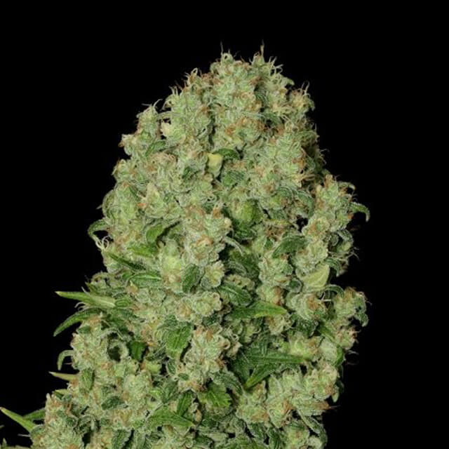 Buy Original Sensible Seeds  White Russian FEM