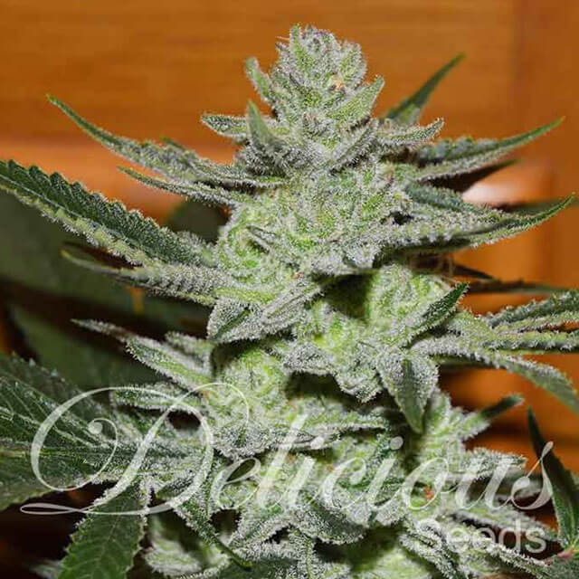 Buy Delicious Seeds Unknown Kush REG