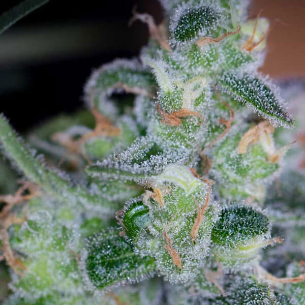 Buy Original Sensible Seeds  Cosmic Glue REG