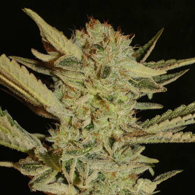 Buy Original Sensible Seeds  Bubble Gum FEM