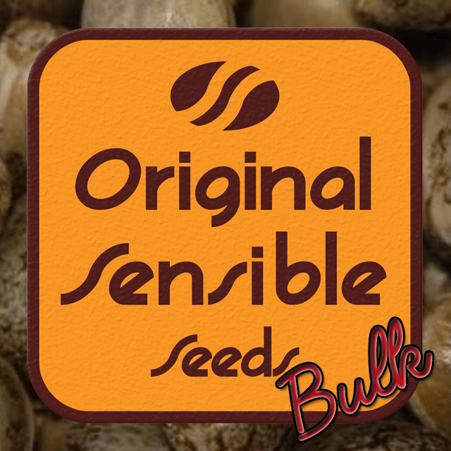 Buy Original Sensible Seeds Critical Kush FEM