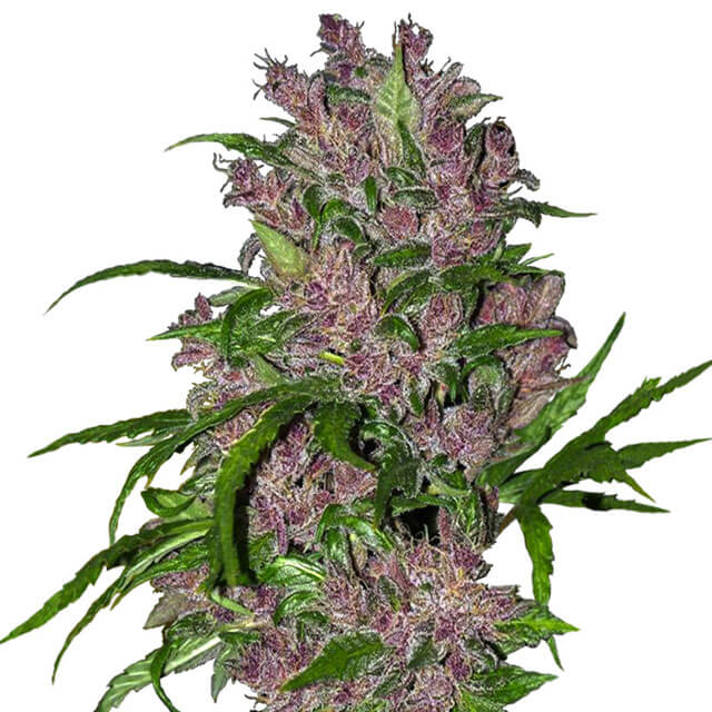 Buy Sensi White Label Seeds Purple Bud Auto  FEM