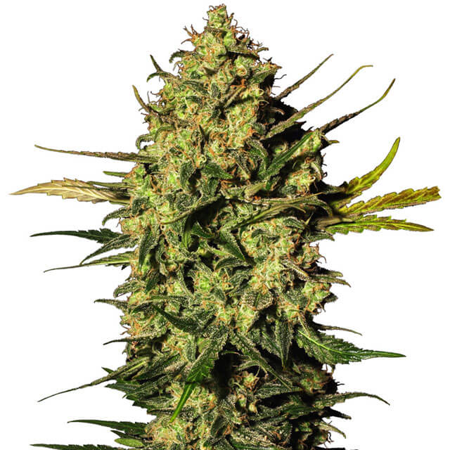 Buy Sensi White Label Seeds Master Kush Auto FEM