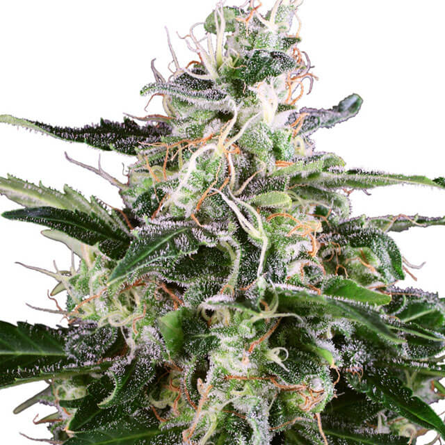 Buy Sensi White Label Seeds White Skunk Auto  FEM
