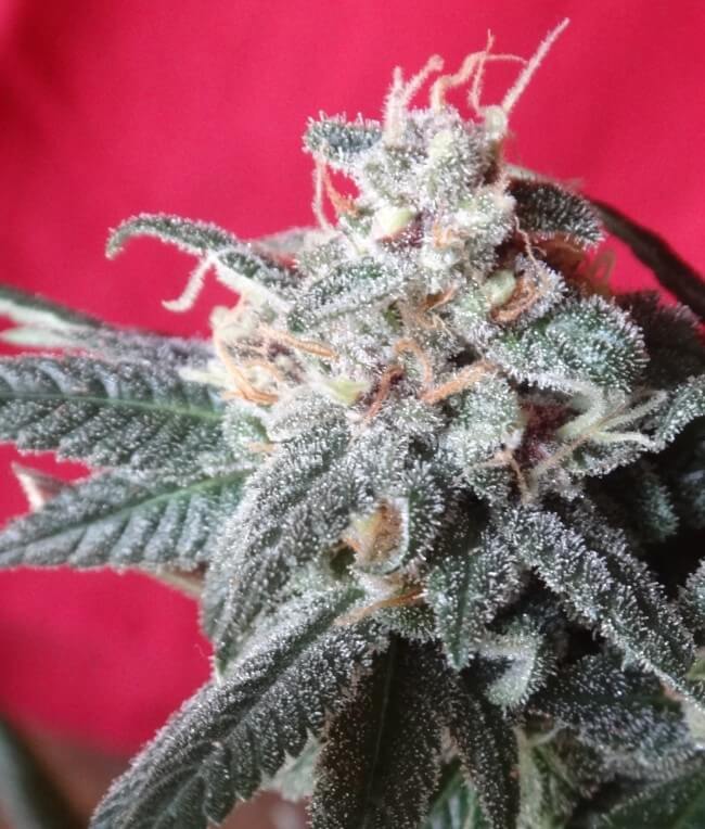 Buy Ace Seeds Snow Moon  FEM